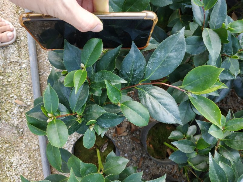 永福产地茶花赤丹香茶五色赤丹克瑞莫等品种长期供应一手货源
