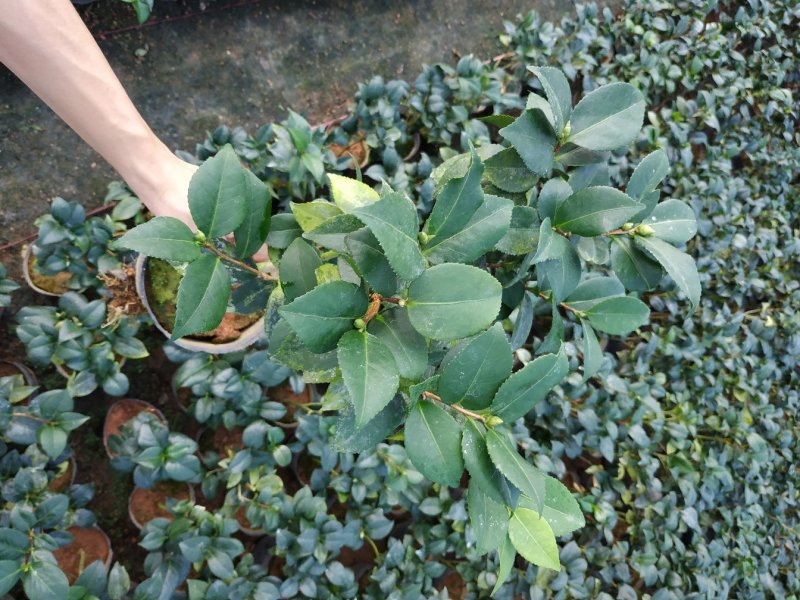 永福产地茶花赤丹香茶五色赤丹克瑞莫等品种长期供应一手货源