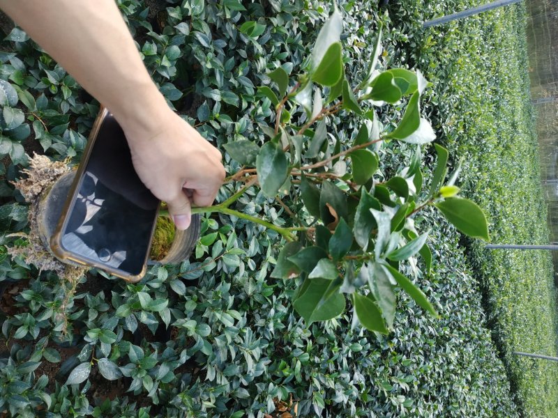永福产地茶花赤丹香茶五色赤丹克瑞莫等品种长期供应一手货源