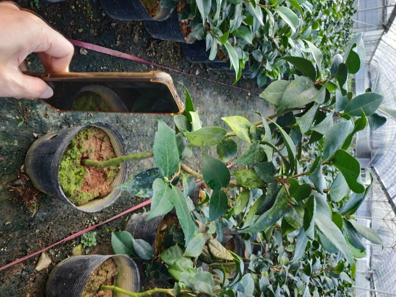 永福产地茶花赤丹香茶五色赤丹克瑞莫等品种长期供应一手货源