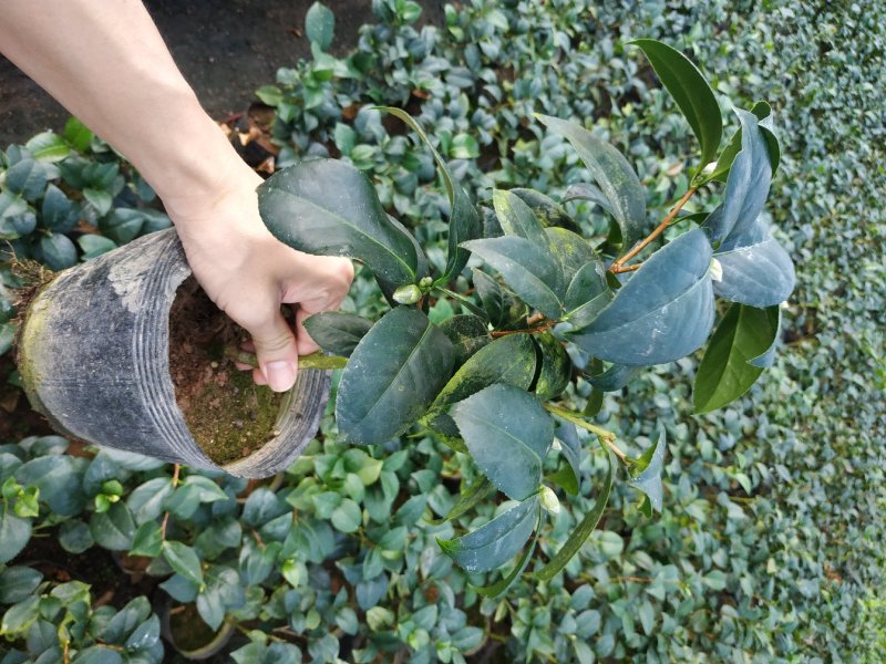 永福产地茶花赤丹香茶五色赤丹克瑞莫等品种长期供应一手货源