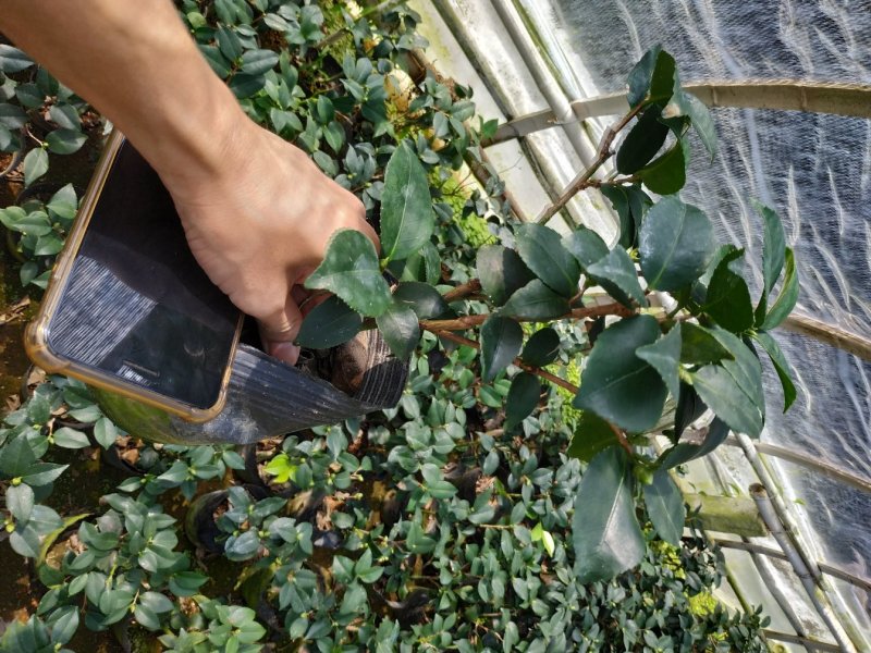 永福产地茶花赤丹香茶五色赤丹克瑞莫等品种长期供应一手货源