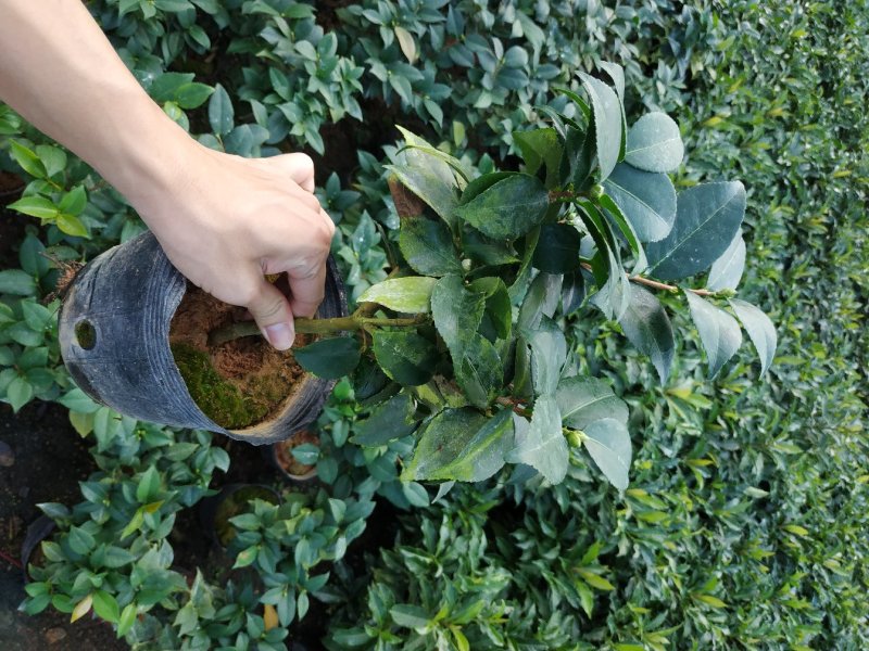 永福产地茶花赤丹香茶五色赤丹克瑞莫等品种长期供应一手货源