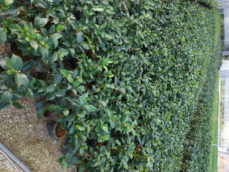 永福产地茶花赤丹香茶五色赤丹克瑞莫等品种长期供应一手货源