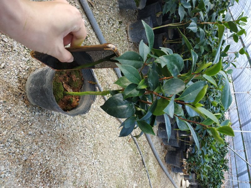 永福产地茶花赤丹香茶五色赤丹克瑞莫等品种长期供应一手货源