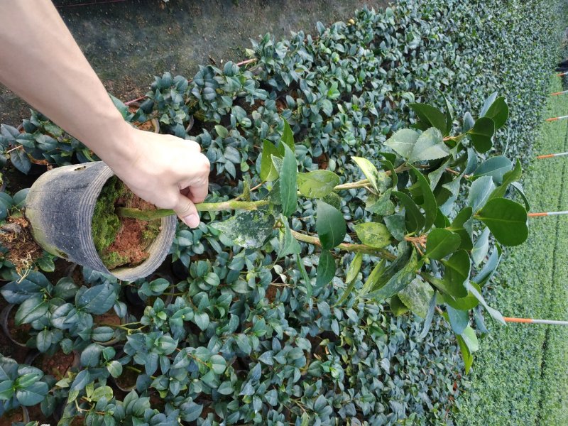 永福产地茶花赤丹香茶五色赤丹克瑞莫等品种长期供应一手货源