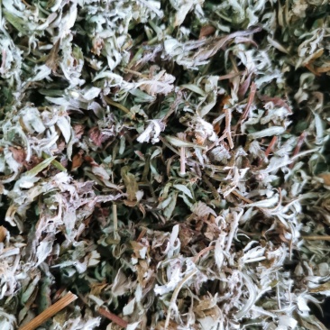 艾叶蕲艾大艾叶可打粉康辰药业批发各种中药材量大从优