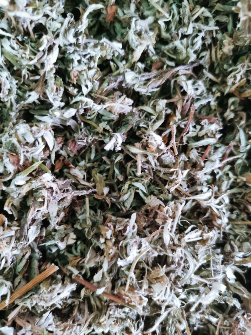 艾叶蕲艾大艾叶可打粉康辰药业批发各种中药材量大从优