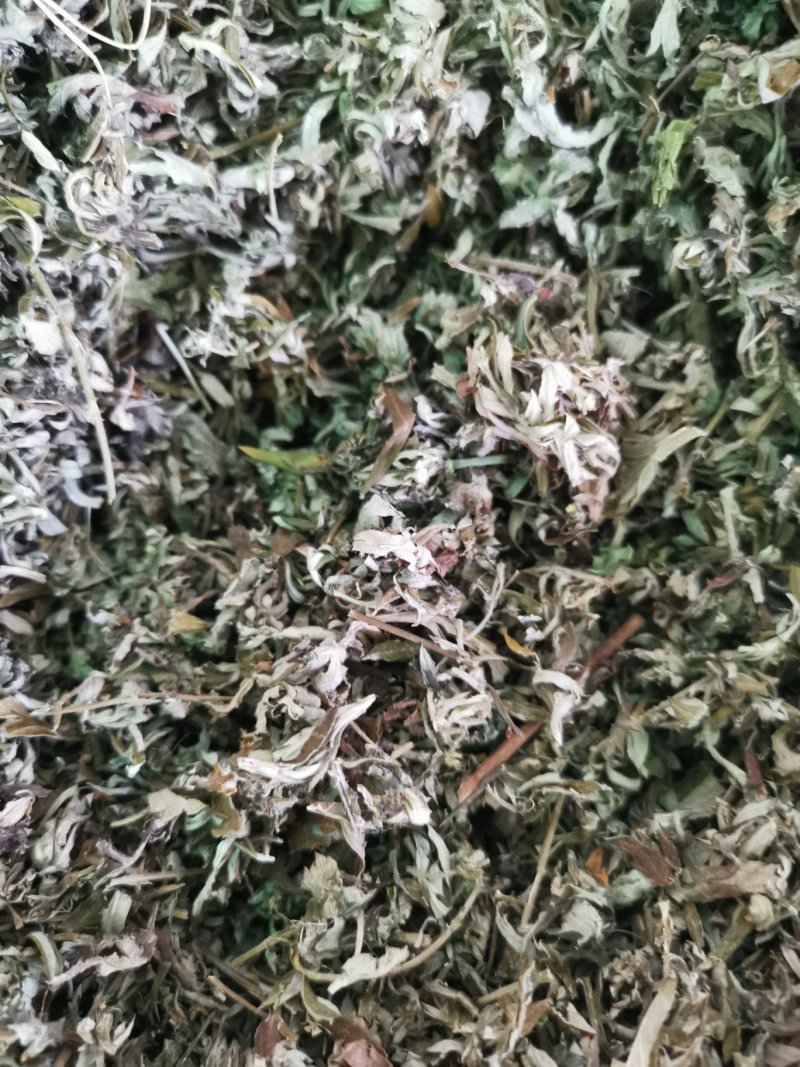 艾叶蕲艾大艾叶可打粉康辰药业批发各种中药材量大从优