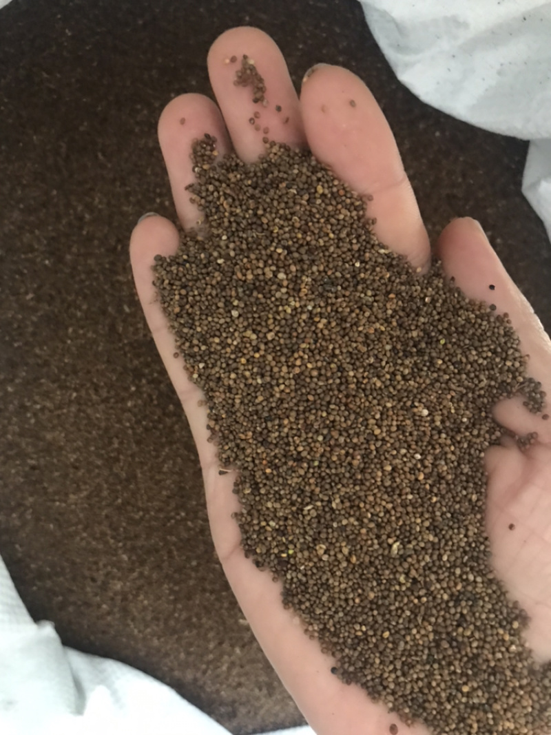 菟丝子水洗内蒙货量大，价格可商议长期供应