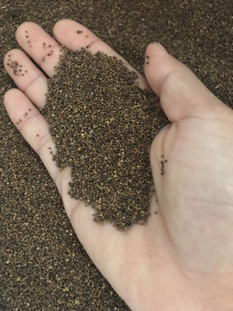 菟丝子水洗内蒙货量大，价格可商议长期供应