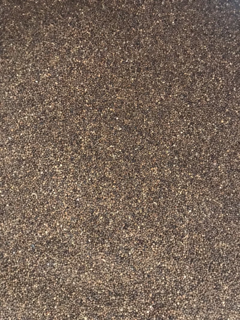 菟丝子水洗内蒙货量大，价格可商议长期供应