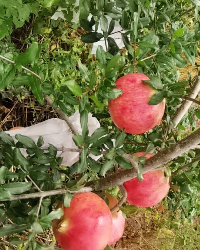 会理软籽石榴