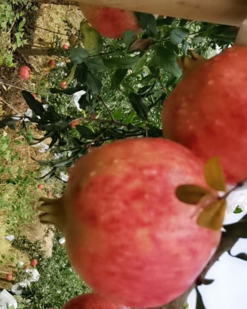 会理软籽石榴