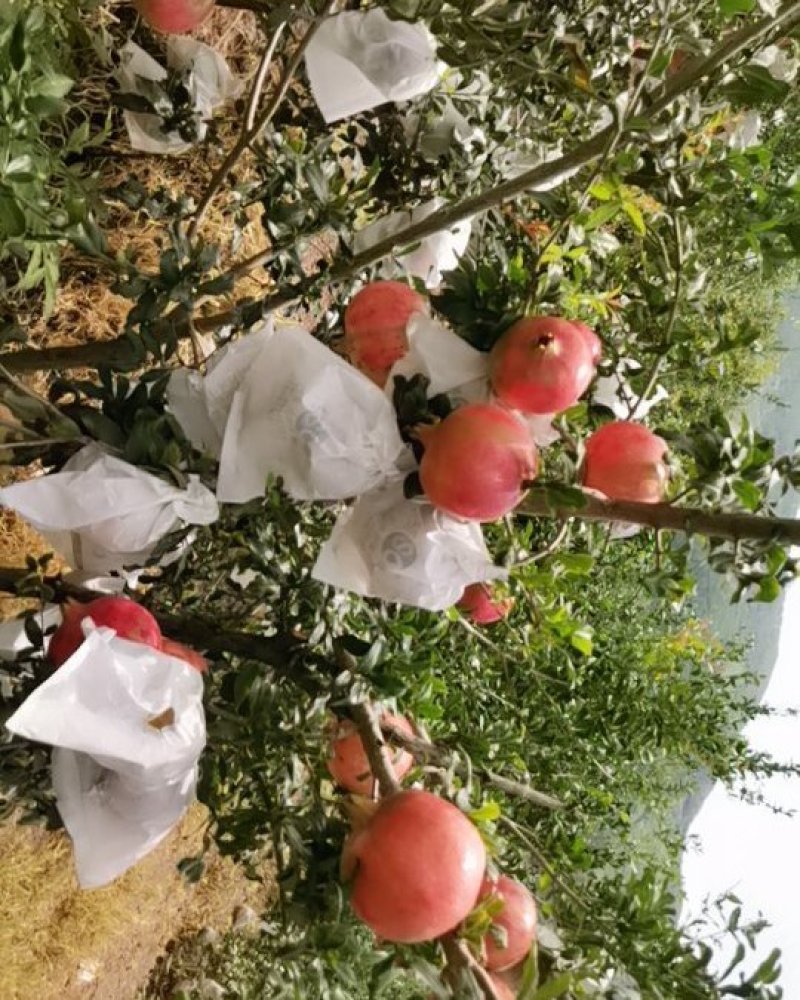 会理软籽石榴