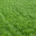 黑麦草种子一年生多年生四季再生养殖牛畜牧草种籽喂鱼草