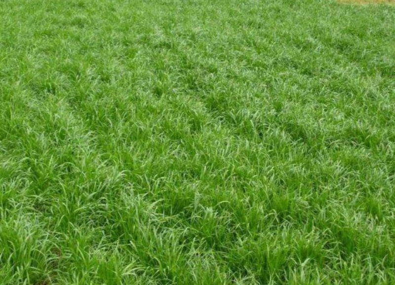 黑麦草种子一年生多年生四季再生养殖牛畜牧草种籽喂鱼草