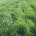 黑麦草种子一年生多年生四季再生养殖牛畜牧草种籽喂鱼草