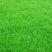 黑麦草种子一年生多年生四季再生养殖牛畜牧草种籽喂鱼草