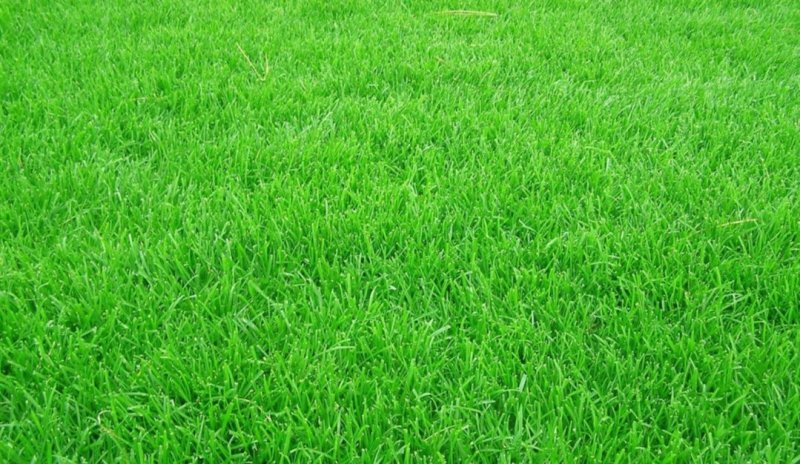 黑麦草种子一年生多年生四季再生养殖牛畜牧草种籽喂鱼草