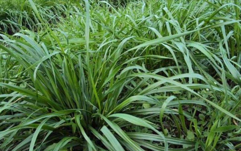 黑麦草种子一年生多年生四季再生养殖牛畜牧草种籽喂鱼草