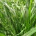 黑麦草种子一年生多年生四季再生养殖牛畜牧草种籽喂鱼草