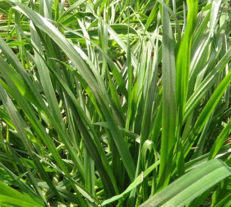 黑麦草种子一年生多年生四季再生养殖牛畜牧草种籽喂鱼草