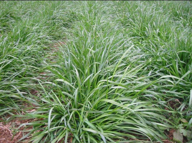 黑麦草种子一年生多年生四季再生养殖牛畜牧草种籽喂鱼草