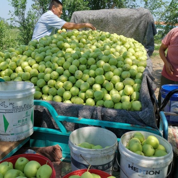 自家果园，精品早酥梨大量上市，口感好