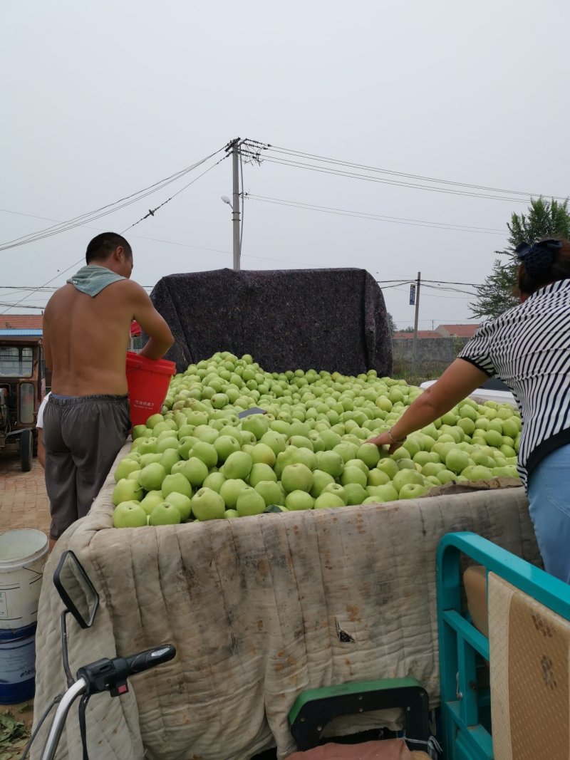 自家果园，精品早酥梨大量上市，口感好