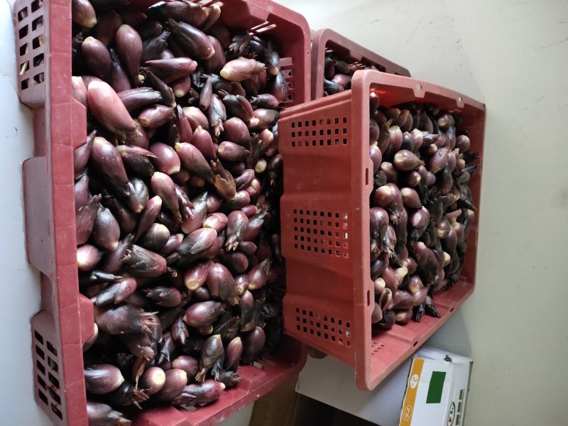阳荷