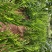 阳荷
