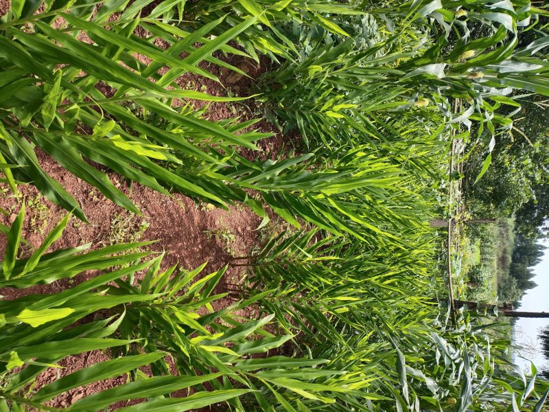 阳荷