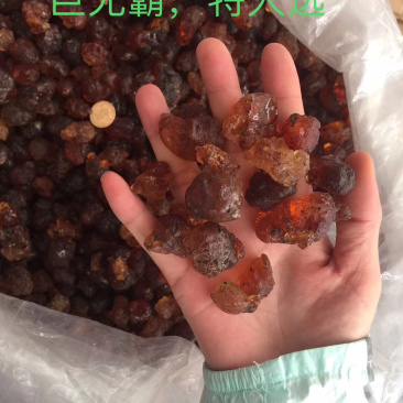 桃胶巨无霸超大颗