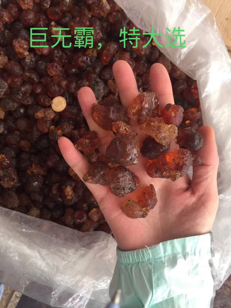 桃胶巨无霸超大颗