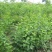 紫丁香大叶丁香丁香花丁香花球红丁香球