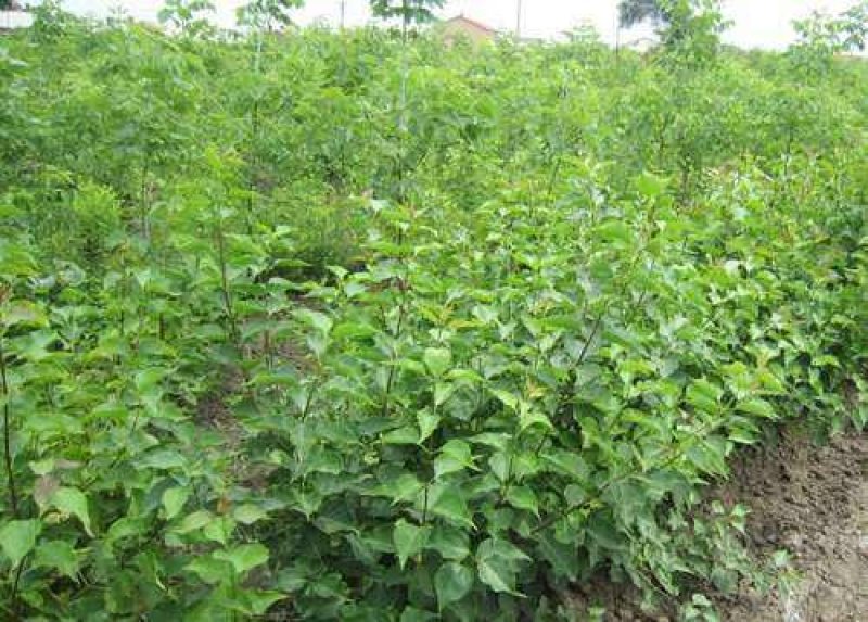 紫丁香大叶丁香丁香花丁香花球红丁香球