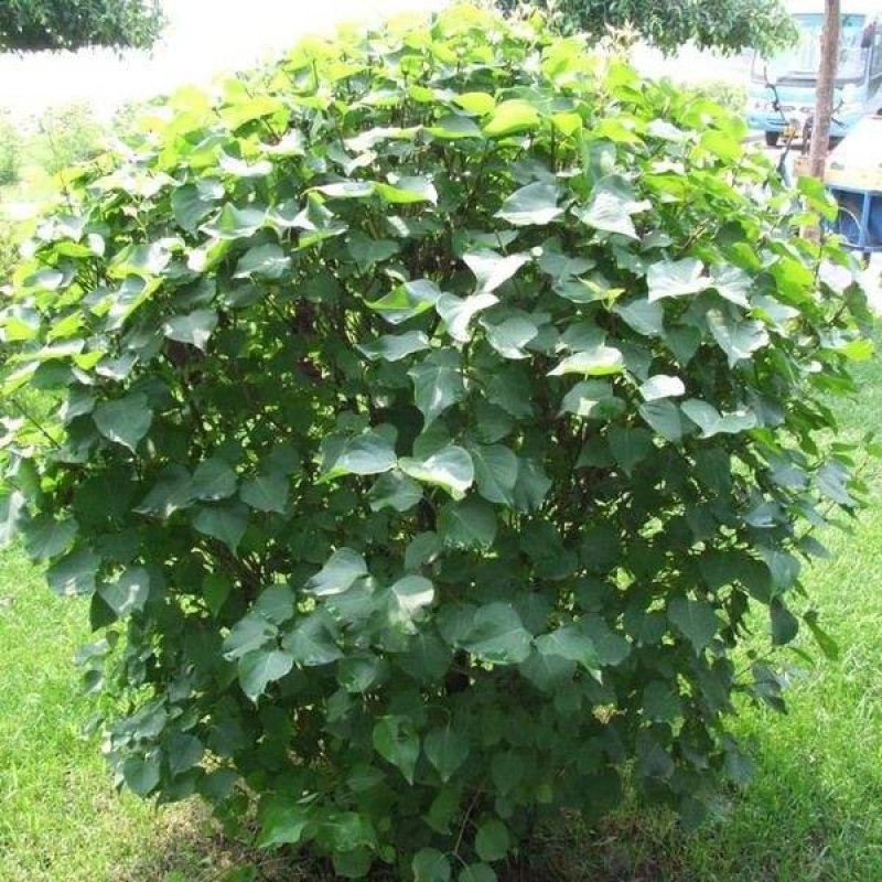 紫丁香大叶丁香丁香花丁香花球红丁香球