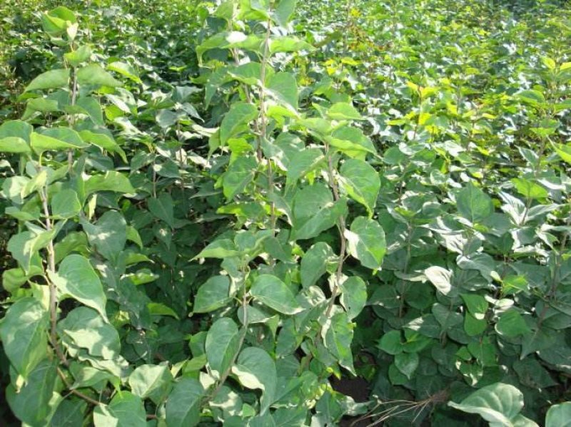 紫丁香大叶丁香丁香花丁香花球红丁香球