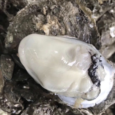 北部湾生蚝一手货源批发，壳薄肉肥欢迎咨询价格优惠，