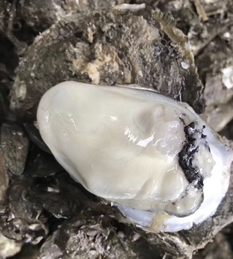 北部湾生蚝一手货源批发，壳薄肉肥欢迎咨询价格优惠，