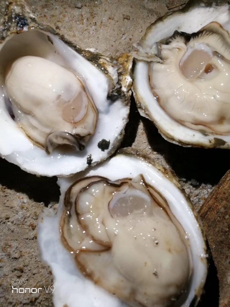 北部湾生蚝一手货源批发，壳薄肉肥欢迎咨询价格优惠，