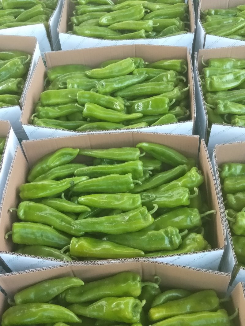 陕北的辣椒大量上市，欢迎客商来采购，