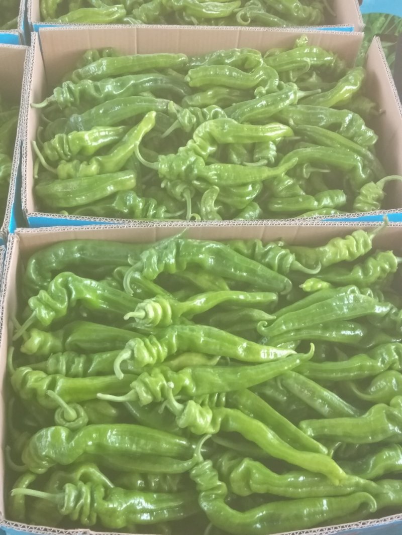 陕北的辣椒大量上市，欢迎客商来采购，