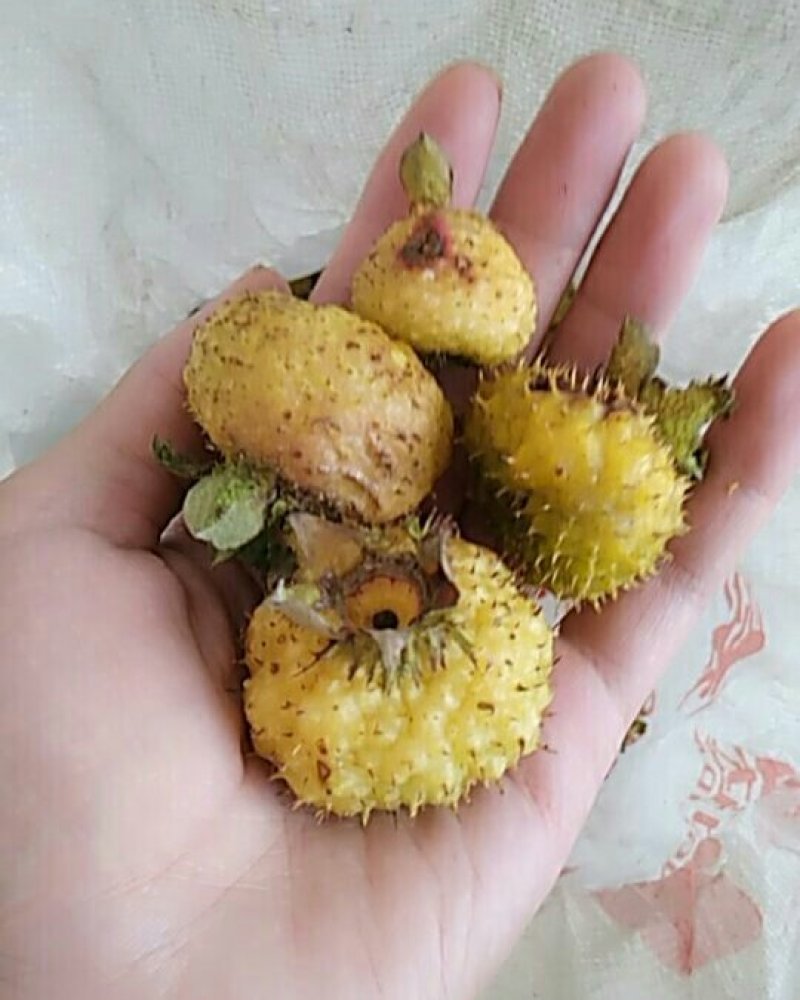 野生刺梨