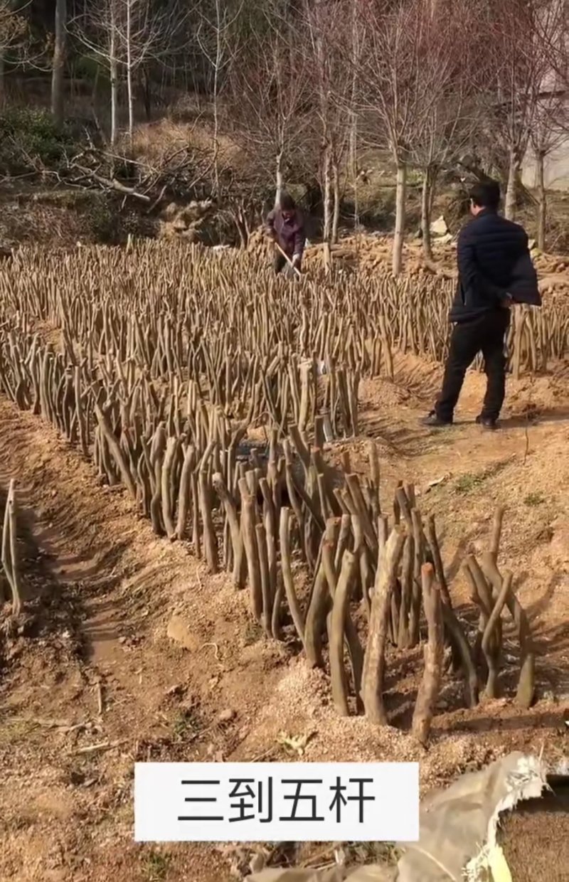 《杨氏盆景》长期出售百年老桩国旗红映山红