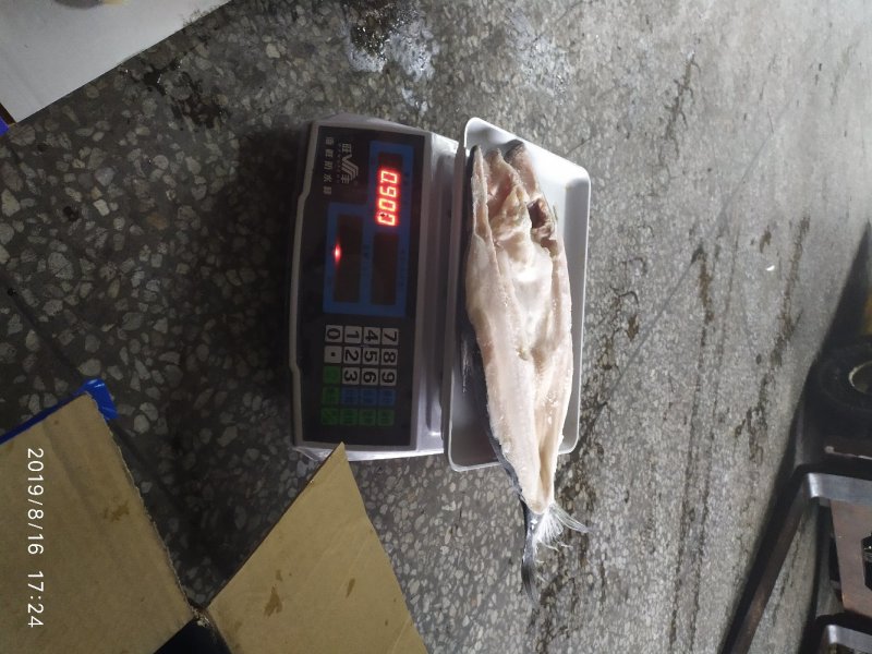 开背巴沙鱼