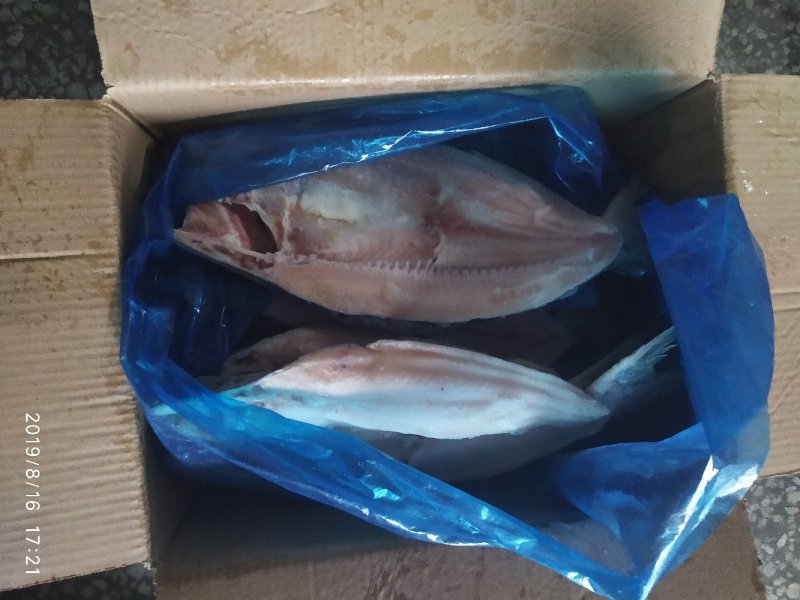 开背巴沙鱼