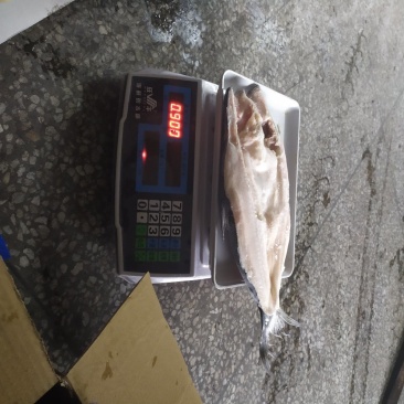 开背巴沙鱼