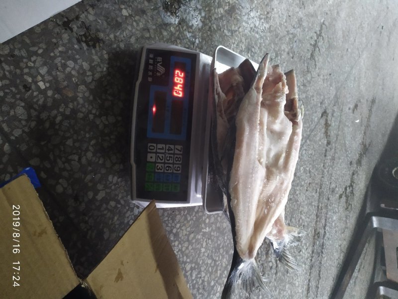开背巴沙鱼